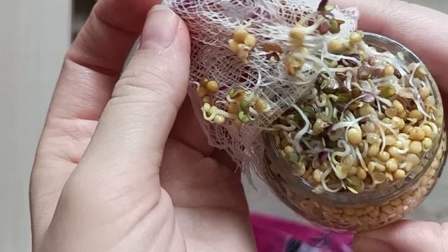 горчица так разрослась, что пришлось перекладывать
