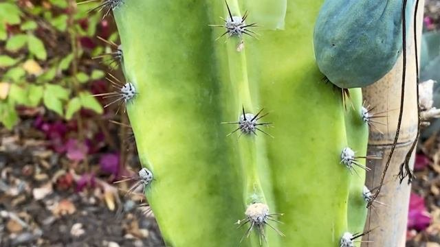 SELENICEREUS VARIETIES CROSS POLLINATION SUCCESS !!!! 