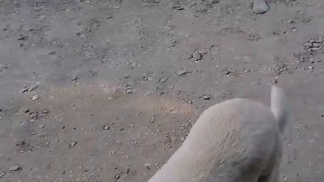 Обнаружили труп в мешке утром на прогулке:(