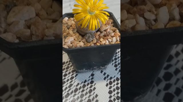 lithops 10 08 2023