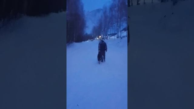 восточноевропейская овчарка 3 месяца