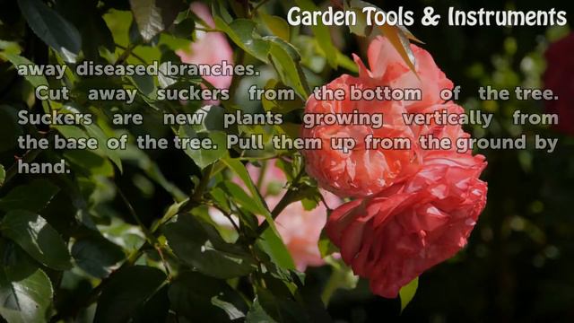 How to Prune a Coffee Tree