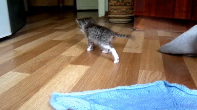 Котенок с улицы, его первый день дома (Kitty from the street, his first day at home, explores)