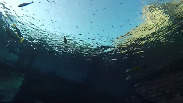 SHARK SAFARI  AQUAVENTURE WATERPARK - ATLANTIS THE PALM DUBAI