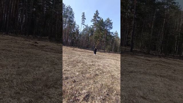 Девушка и сосны
