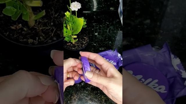 Milka Choco Wafer | ASMR | Milka Lovers