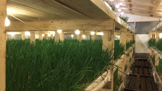 Куда и как продать лук на перо. Сбыт лука на перо. Все о сбыте лука на перо!!!