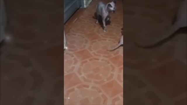 донской рыжик