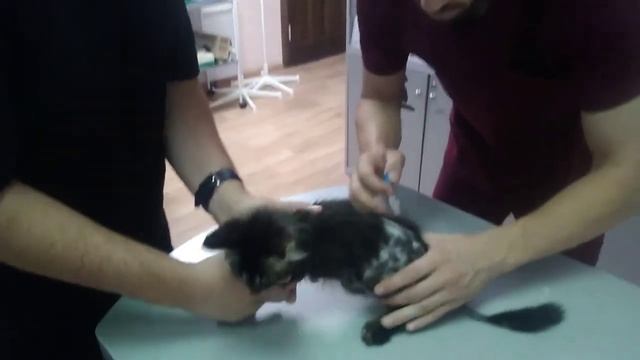 Приём у врача ветеринара 16.07.2020