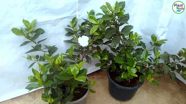 क्यों गंधराज का पत्ता पिला होता है,कली क्यों गिरती है । पूरी जानकारी ।gardenia flower plant care ti