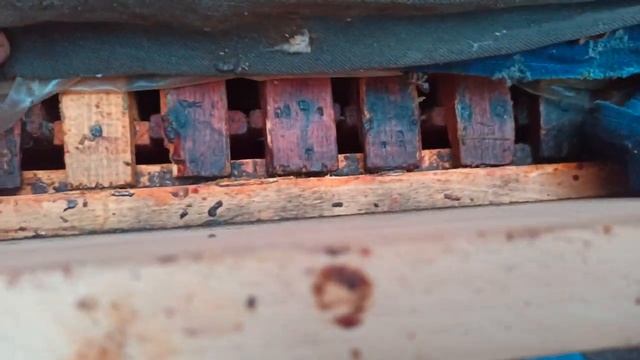 УТЕПЛЕНИЕ ПЧЁЛ В ЗИМУ КАКОЙ РЕЗУЛЬТАТ И КАК ОНИ СЕБЯ ЧУВСТВУЮТ В КОНЦЕ ЯНВАРЯ.