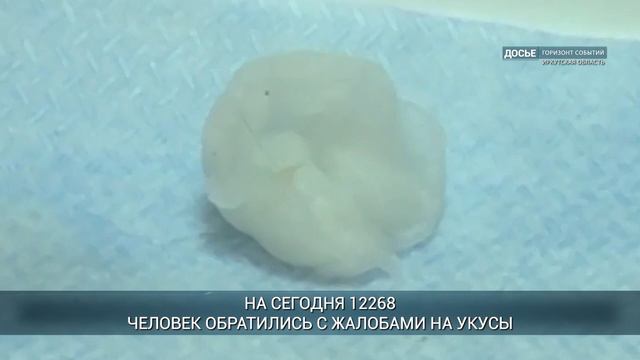 В Иркутской области клещи стали кусать чаще
