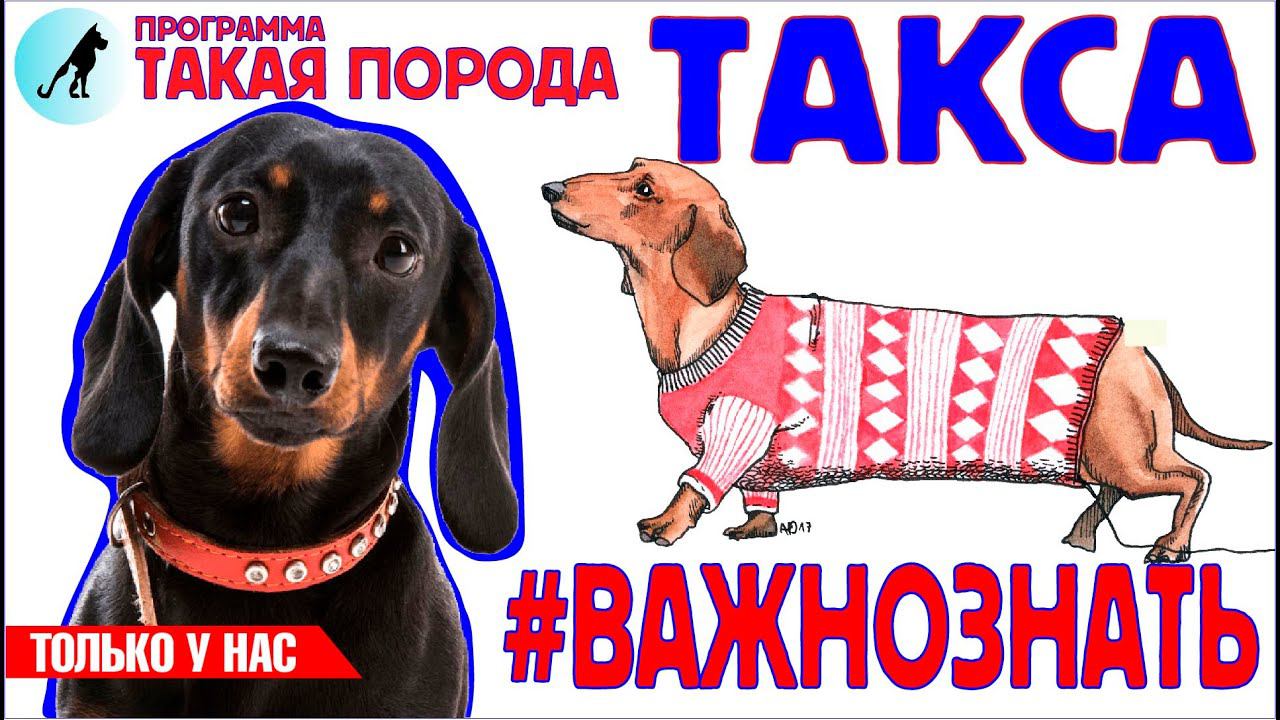 Такая порода - Такса