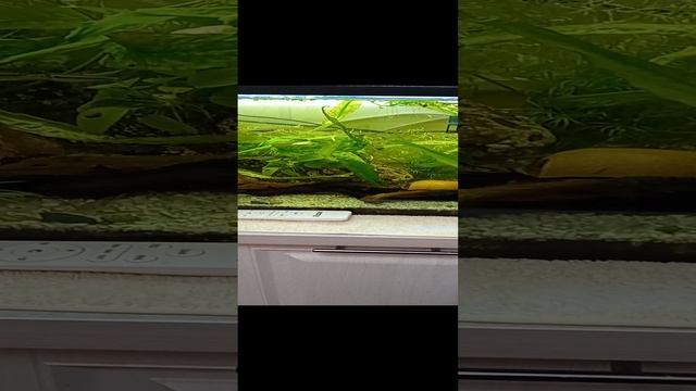 Аквариум4