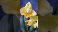 Phal. Pomelo ? Яркая желтая азиатская орхидея с двойной мутацией - бабочка & трилипс ?