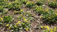 Frühling und Bienen 2019!!!