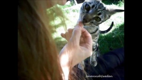 SavannahSweden Pocahontas