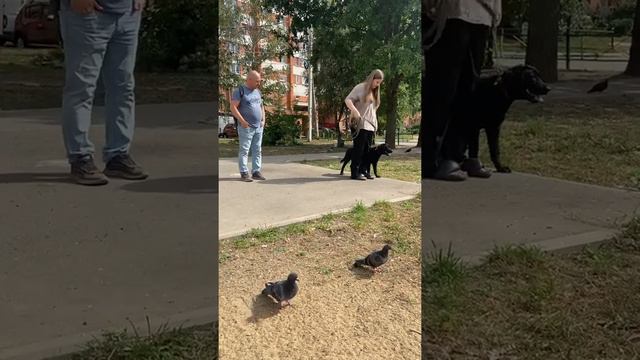 Лабрадор ретривер 4 месяца  первый урок команда рядом