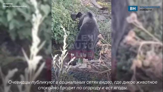 Во Владимирской области медведь вышел в деревенские огороды