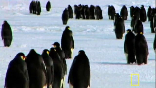 Penguins Dressed for Success | National Geographic