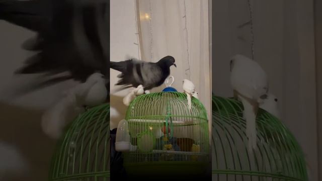Птички