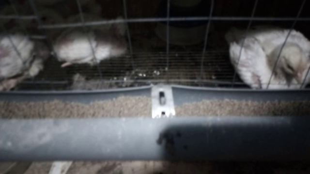 Кобб 500 словакия, рассадил по ярусам.