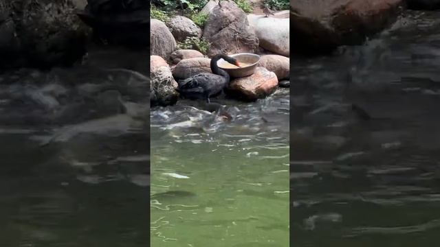 A Swan Feeding Fish   ViralHog