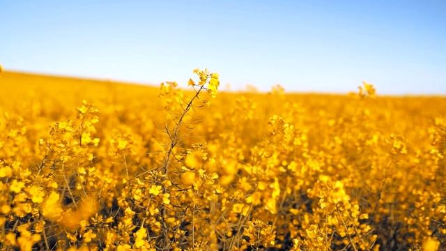 Медитация Джо Диспенза. Сила подсознания. Полная версия практики. 4 недели