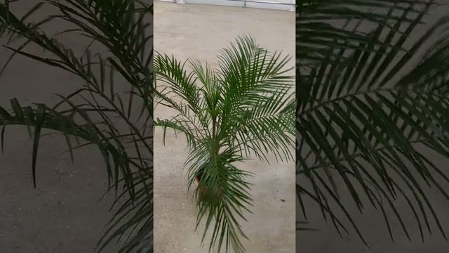 Финиковая пальма (саговая пальма). Высота 85-95 см. Купить в СПб @gorshki.spb