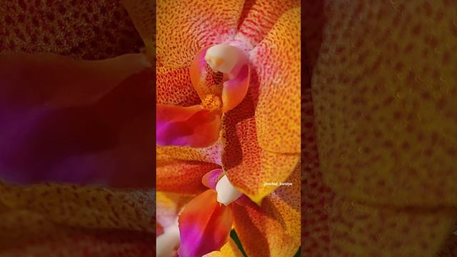 Phal. Grissini 💥от садовника Son Ya | Ароматная орхидея фаленопсис Гриссини расцвела простаком 🤷🏼