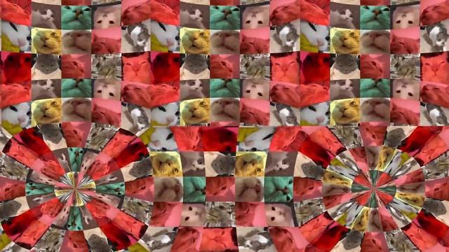 Cats Vibing in Virtual Reality (360° Video)