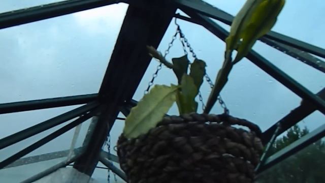 June Greenhouse - unscheduled visit