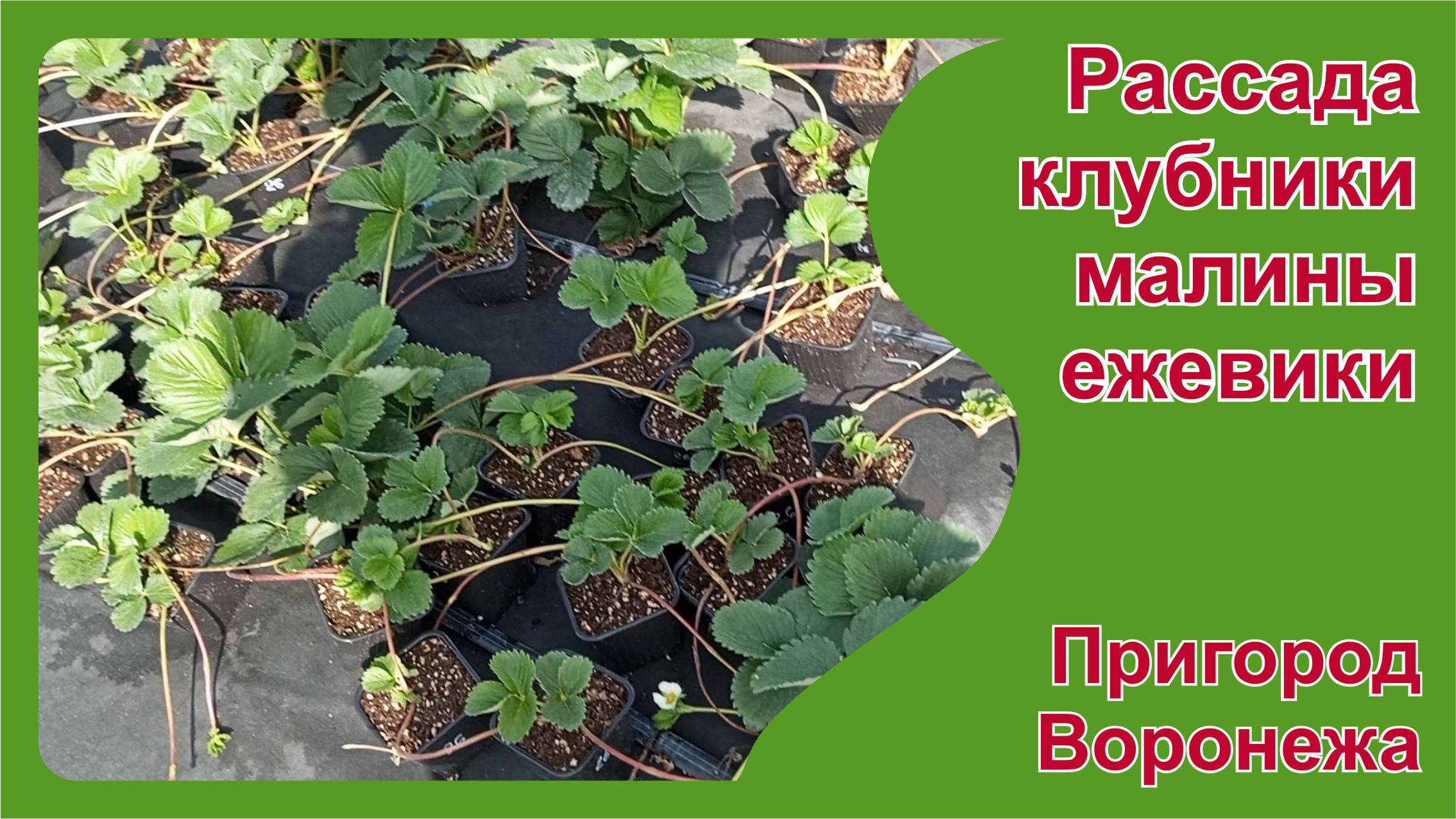 Рассада клубники, малины, ежевики на конец июля 2024 г. Пригород Воронежа