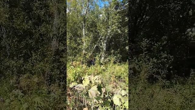 Вот так на Сахалине растут грибы на деревьях