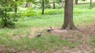 Одноногая ворона ВаЛера отгоняет чужих ворон от своей еды