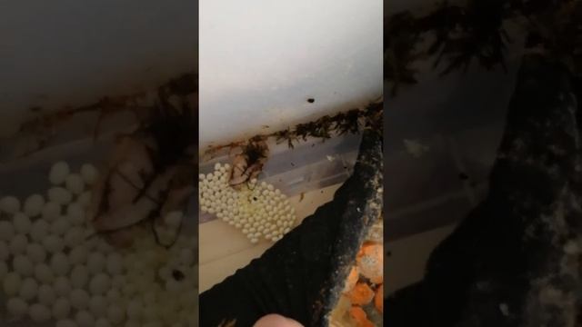 Кладка яиц улитки Гиганта