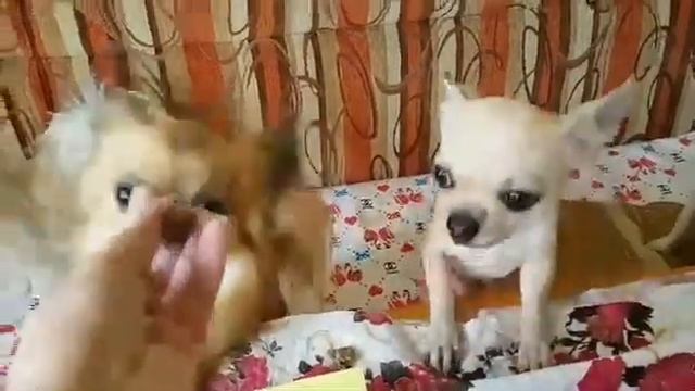 Фрикадельки МЯСО ПЛЮС. Как это делают Чихуахуа
