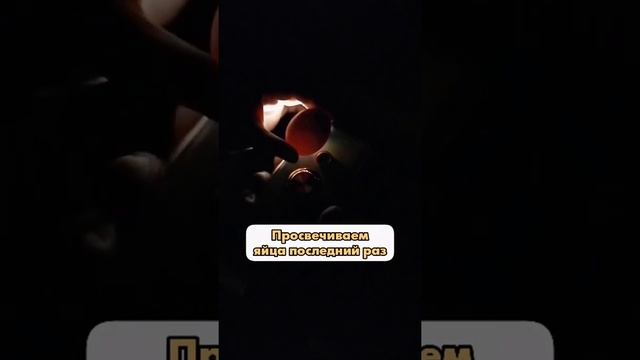 Мы заложили яйца в инкубатор! Ждём цыплят! Часть 3. Просветили последний раз.
