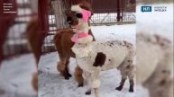 Сотрудница Липецкого зоопарка наряжает к зиме альпак