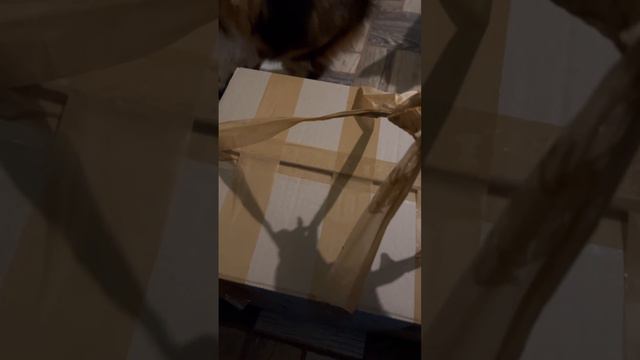 Волонтер забрала котят с коробкой в приют