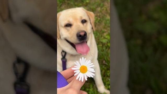 Я тебе несу твои любимые ромашки 🌼