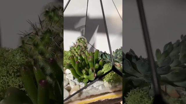 5 ПРИЧИН КУПИТЬ ФЛОРАРИУМ
