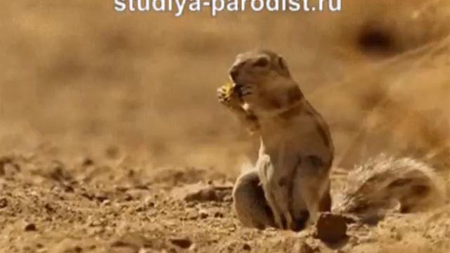 Приколы про животных