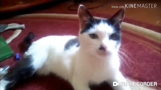 •|•первое видео•|•/блог моего кота?!?/кот?✌