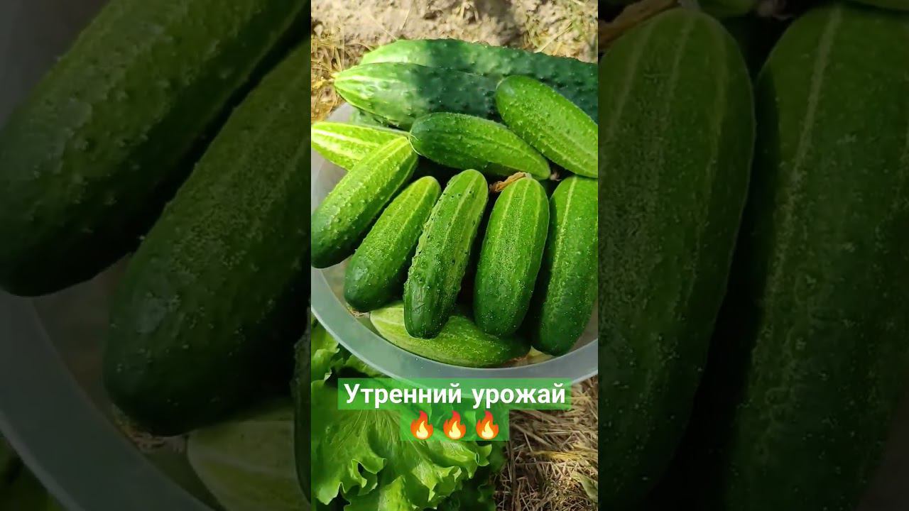 Утренний сбор урожая