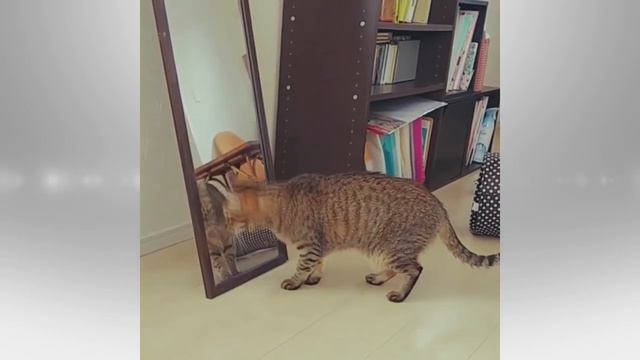 КОТЫ ВПЕРВЫЕ СМОТРЯТ В ЗЕРКАЛО. ЛУЧШАЯ ПОДБОРКА 2020/ CRAZY CATS AND MIRROR