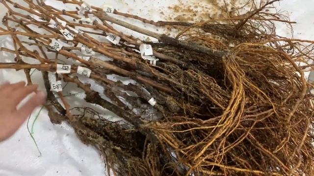 Посылка с саженцами винограда от Людмилы Авиной из Крыма, полное разочарование и шок ￼￼