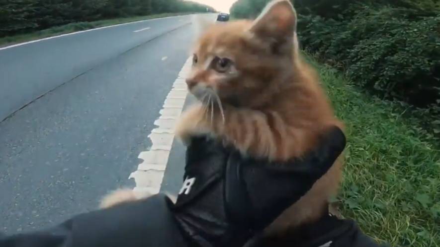 Байкер спасает котенка, застрявшего посреди шоссе