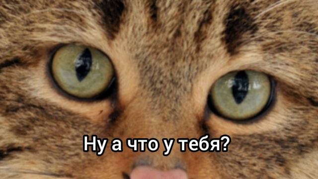 Пошёл кот в магазин купить себе корм