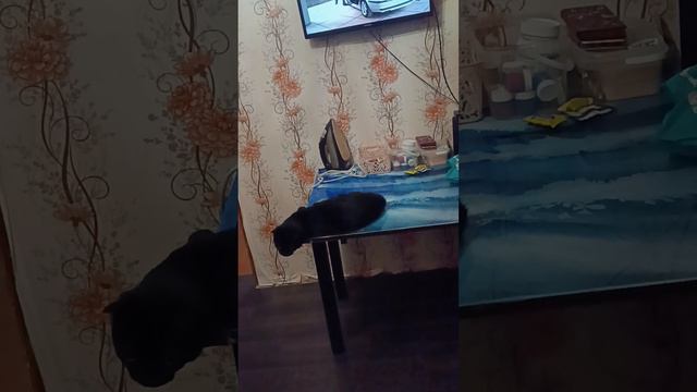 Моя кошка решила посмотреть телевизор